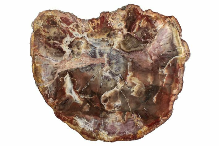 Colorful, Petrified Wood (Araucaria) Round - Madagascar #265366